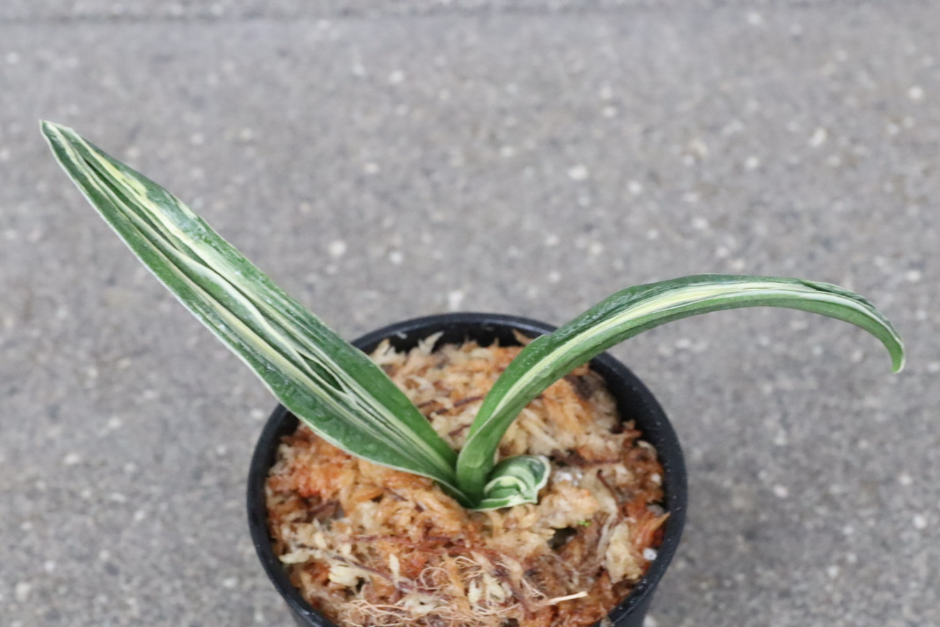 6250,玉姫(たまひめ)　獅子　【根少ない特価！はきずはきれ多い大特価！】※春から秋は生長期なので姿は変わっていきます