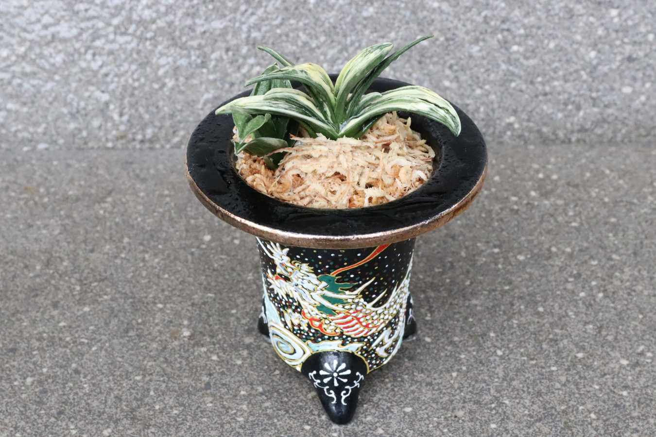 5124,【運開ける龍鉢に萬年青】　瑞泉(ずいせん)　【はきずはきれ多い大特価！】※春から秋は生長期なので姿は変わっていきます