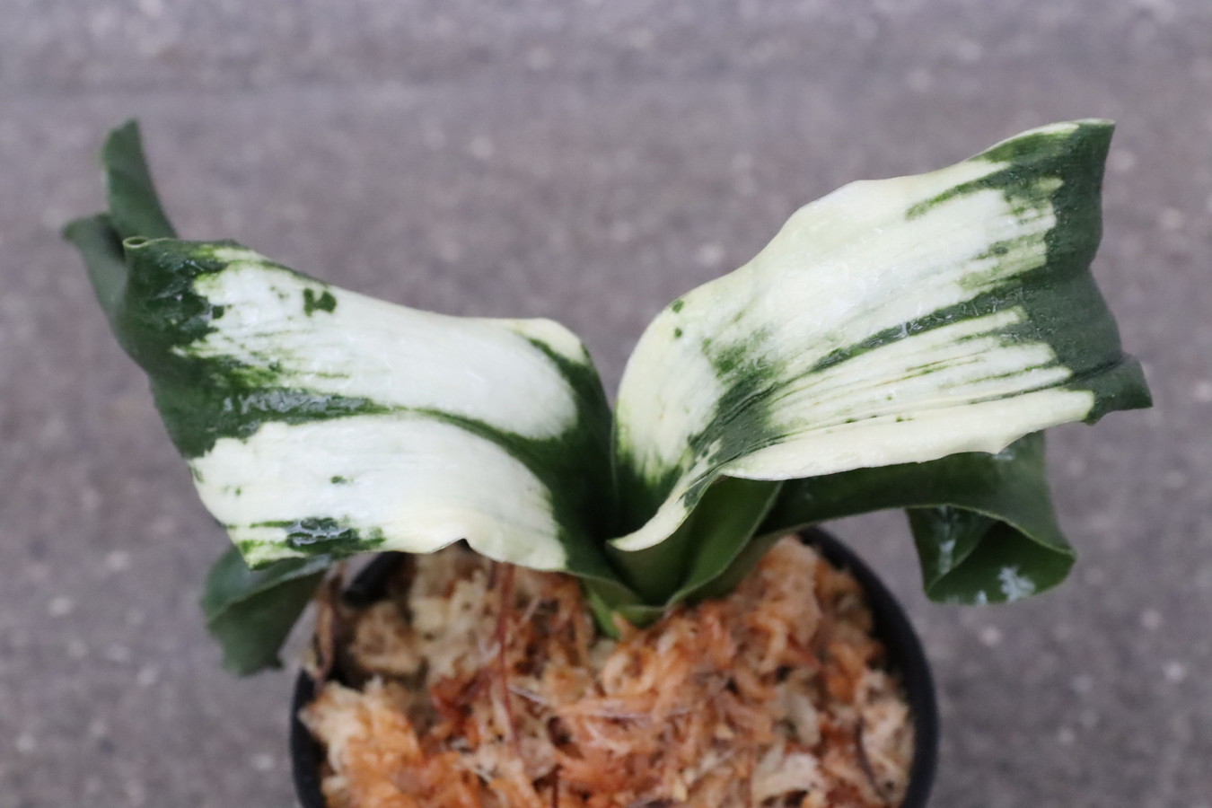 5549,春雪(しゅんせつ)　獅子　【はきずはきれ大特価】　※春から秋は生長期なので姿は変わっていきます