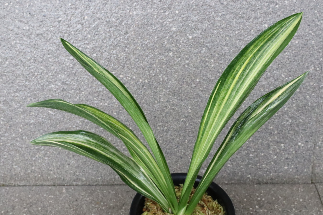 5628,大錦(おおにしき)　縞のみ？珍しい【はきずはきれ多い大特価！】※春から秋は生長期なので姿は変わっていきます