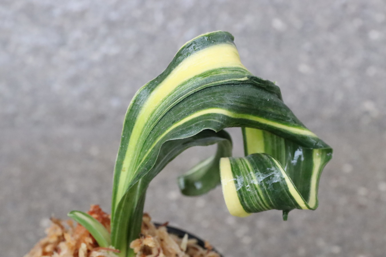 6958,舞子獅子×海龍獅子　数本物？　【はきずはきれ大特価！】※春から秋は生長期なので姿は変わっていきます