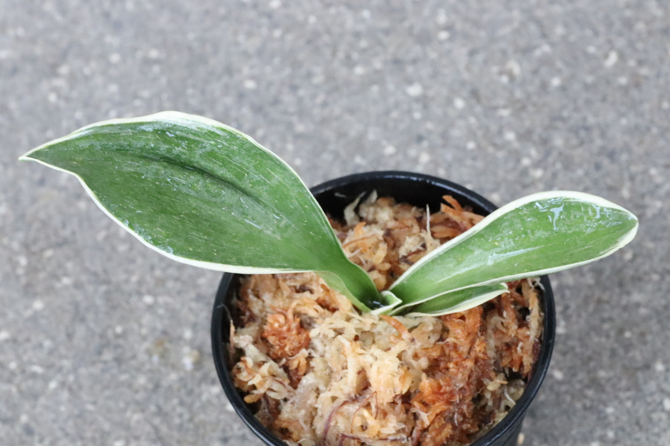 8028,大八州(おおやしま)　広葉羅紗の大将！？【はきずはきれ大特価】※春から秋は生長期なので姿は変わっていきます