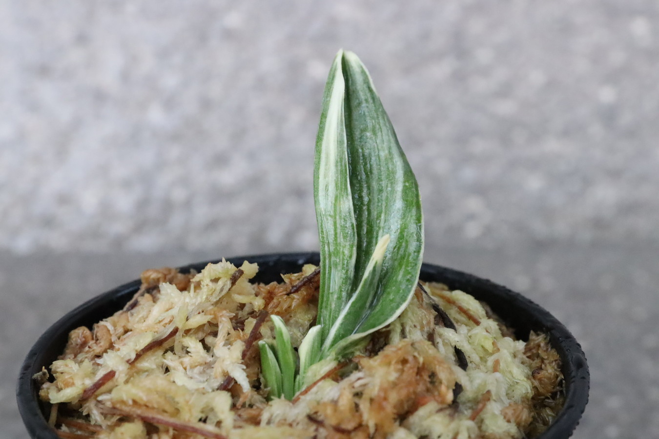 8256,麟晃冠(りんこうかん)　超希少　【はきずはきれ大特価！】※春から秋は生長期なので姿は変わっていきます