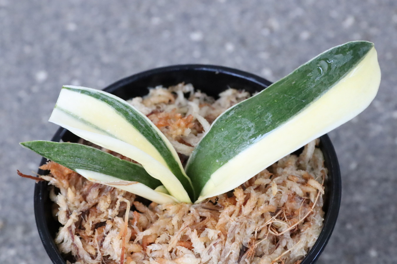 8341,奈良錦(ならにしき)　源平？棒縞？特価！　【はきずはきれ多い大特価！！！】　※春から秋は生長期なので姿は変わっていきます