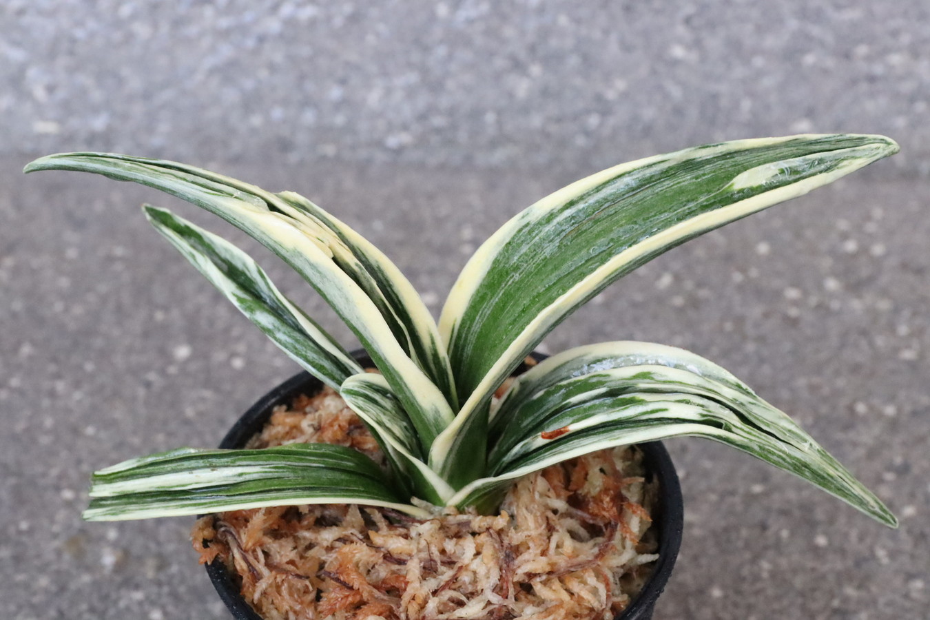 8069,新生殿(しんせいでん)　全国トップ系統！スパルタ作り！【覆輪最上！はきずはきれ多い大特価！】※春から秋は生長期なので姿は変わっていきます