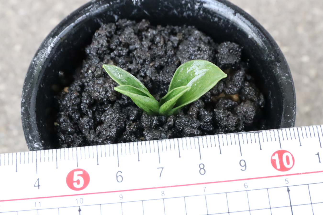 7012,極小羅紗実生　1本物　【はきずはきれ多い大特価！】　※春から秋は生長期なので姿は変わっていきます