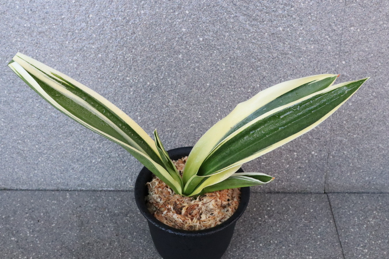 5743,金峰山(きんぽうざん)　覆輪最上！【希望価格35000円→はきずはきれ多い大特価】※春から秋は生長期なので姿は変わっていきます