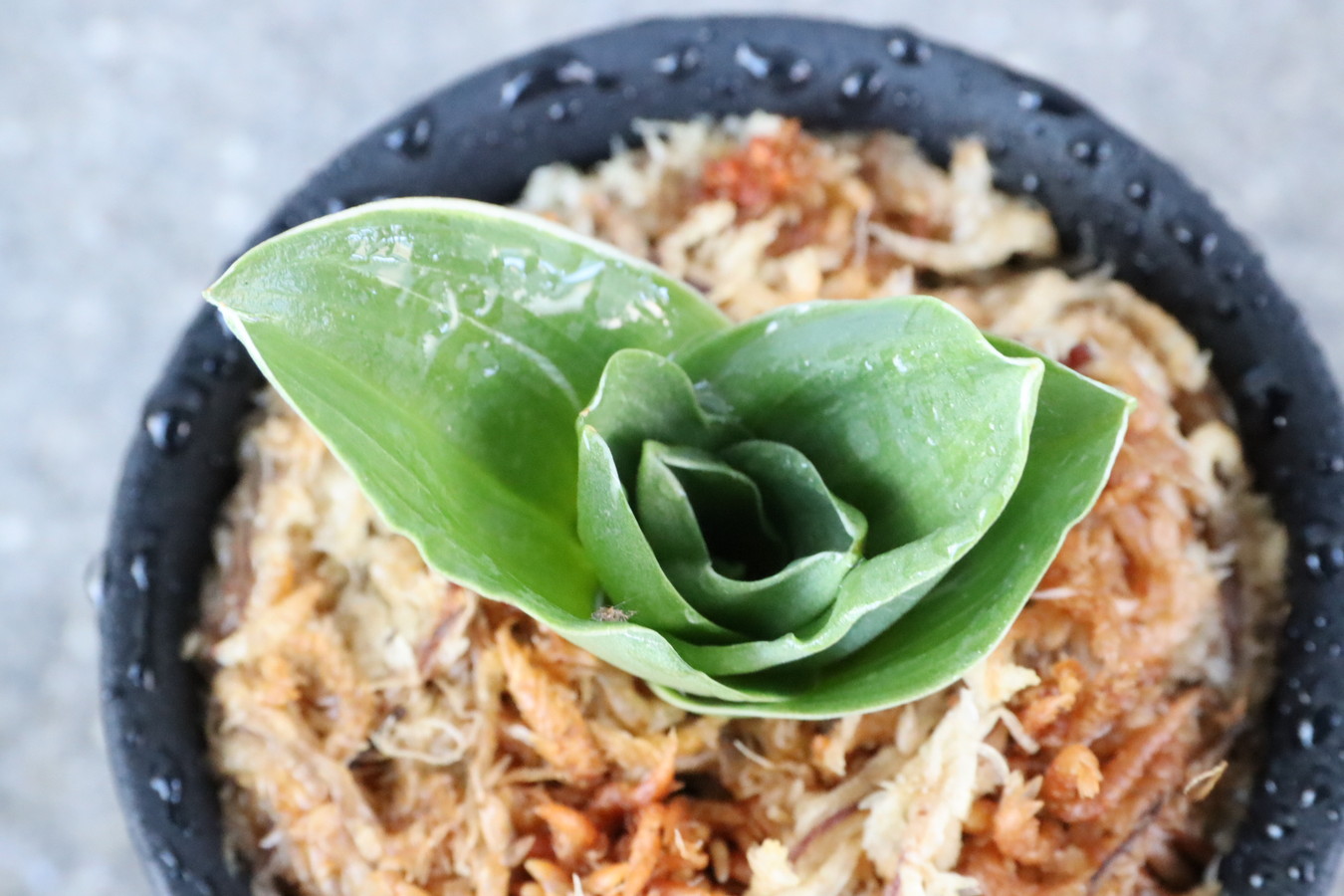 6859,江戸　福包(ふくづつみ)　【はきずはきれ多い大特価！】※春から秋は生長期なので姿は変わっていきます