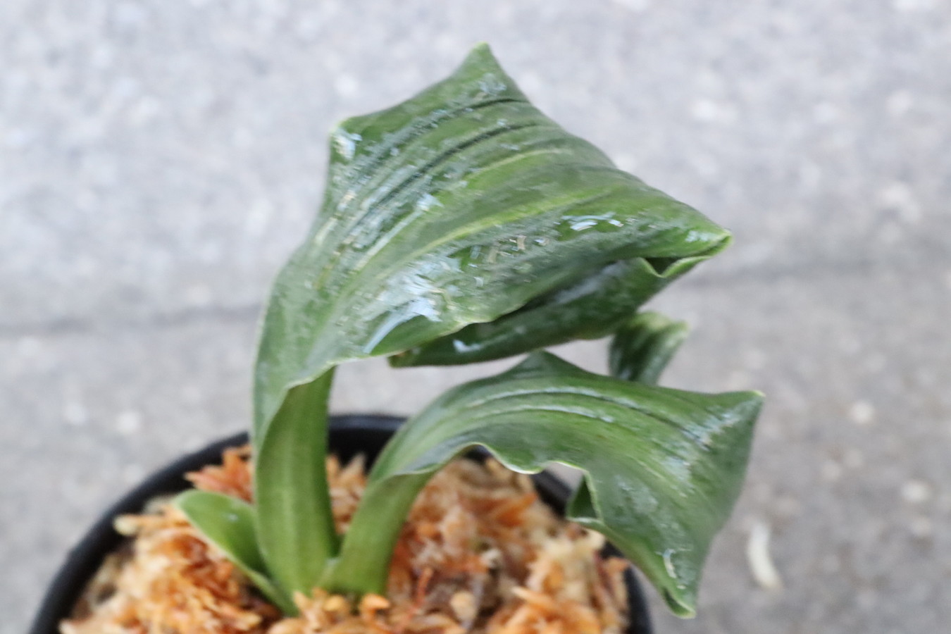 5767,天乃橋立(仮)　獅子　薄縞？【はきずはきれ大特価！】※春から秋は生長期なので姿は変わっていきます