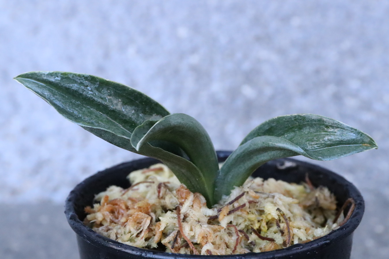 5895,峻渓(しゅんけい)　【はきずはきれ特価】　※春から秋は生長期なので姿は変わっていきます