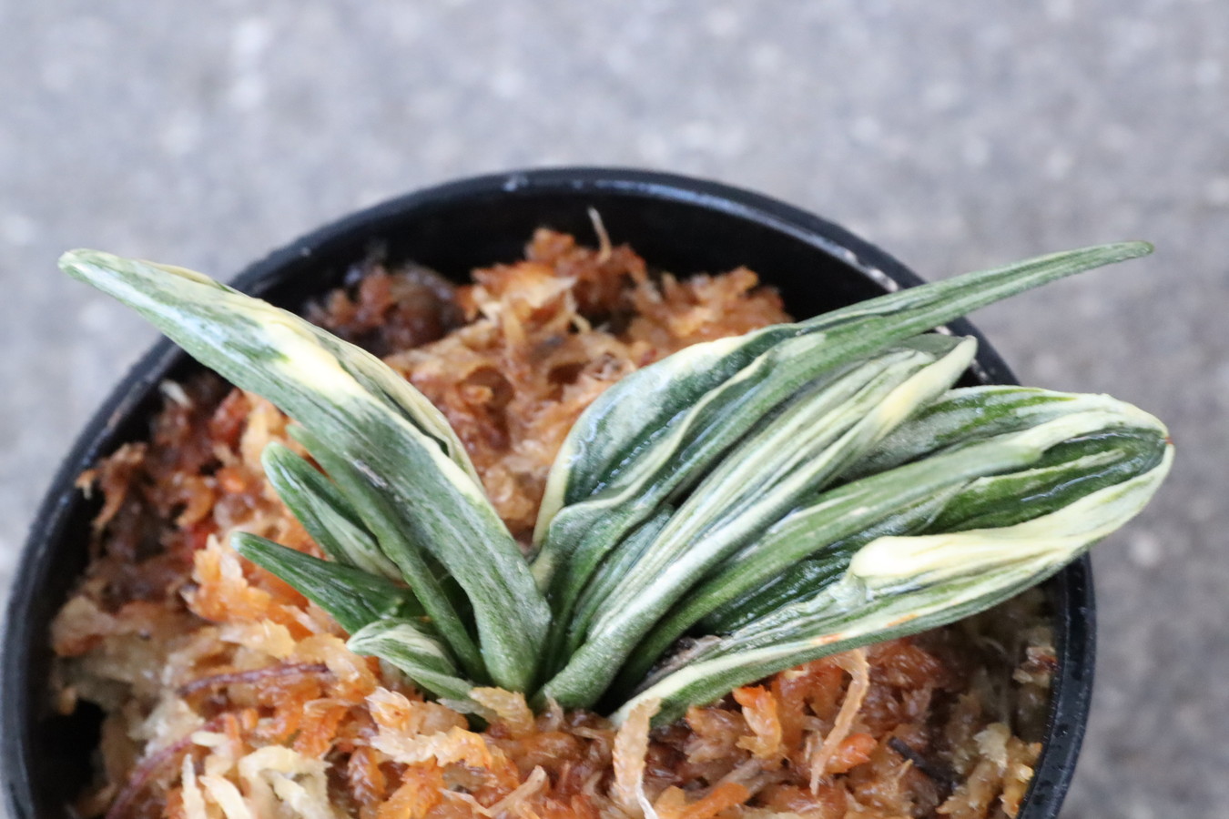 5453,瑞泉(ずいせん)　覆輪深い全国系統　奉仕品【鸞山クラスの芸楽しめる　はきずはきれ多い特価！】力ある　※春から秋は生長期なので姿は変わっていきます