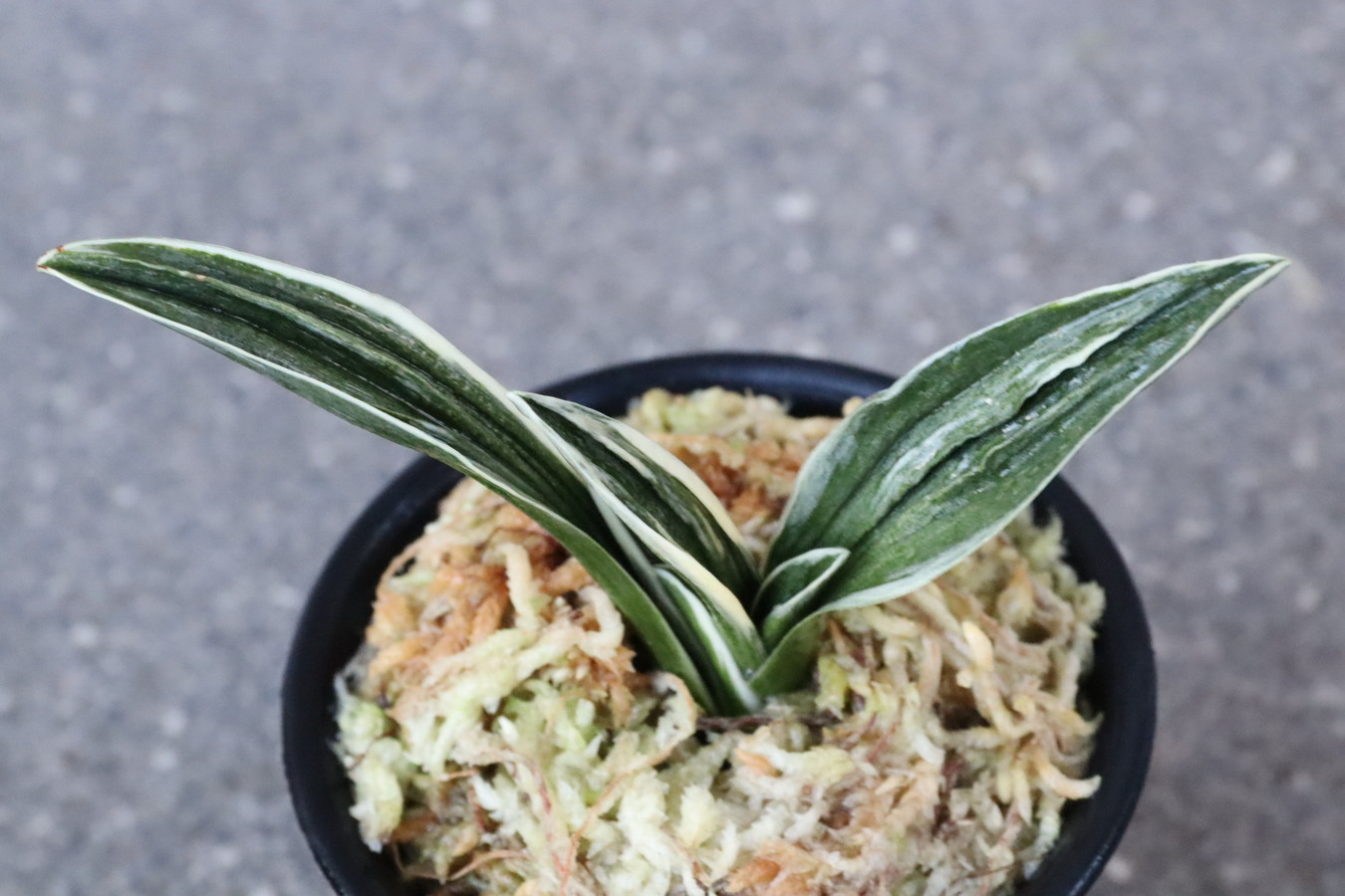 6427,珠光(しゅこう)　深覆輪　全国大会狙える　【根少ない特価！はきずはきれ多い大特価！】※春から秋は生長期なので姿は変わっていきます