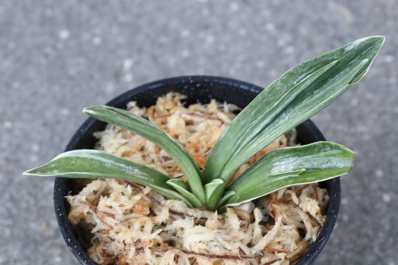 8272,富国錦(ふこくにしき)　覆輪深い　【はきずはきれ多い大特価！】※春から秋は生長期なので姿は変わっていきます