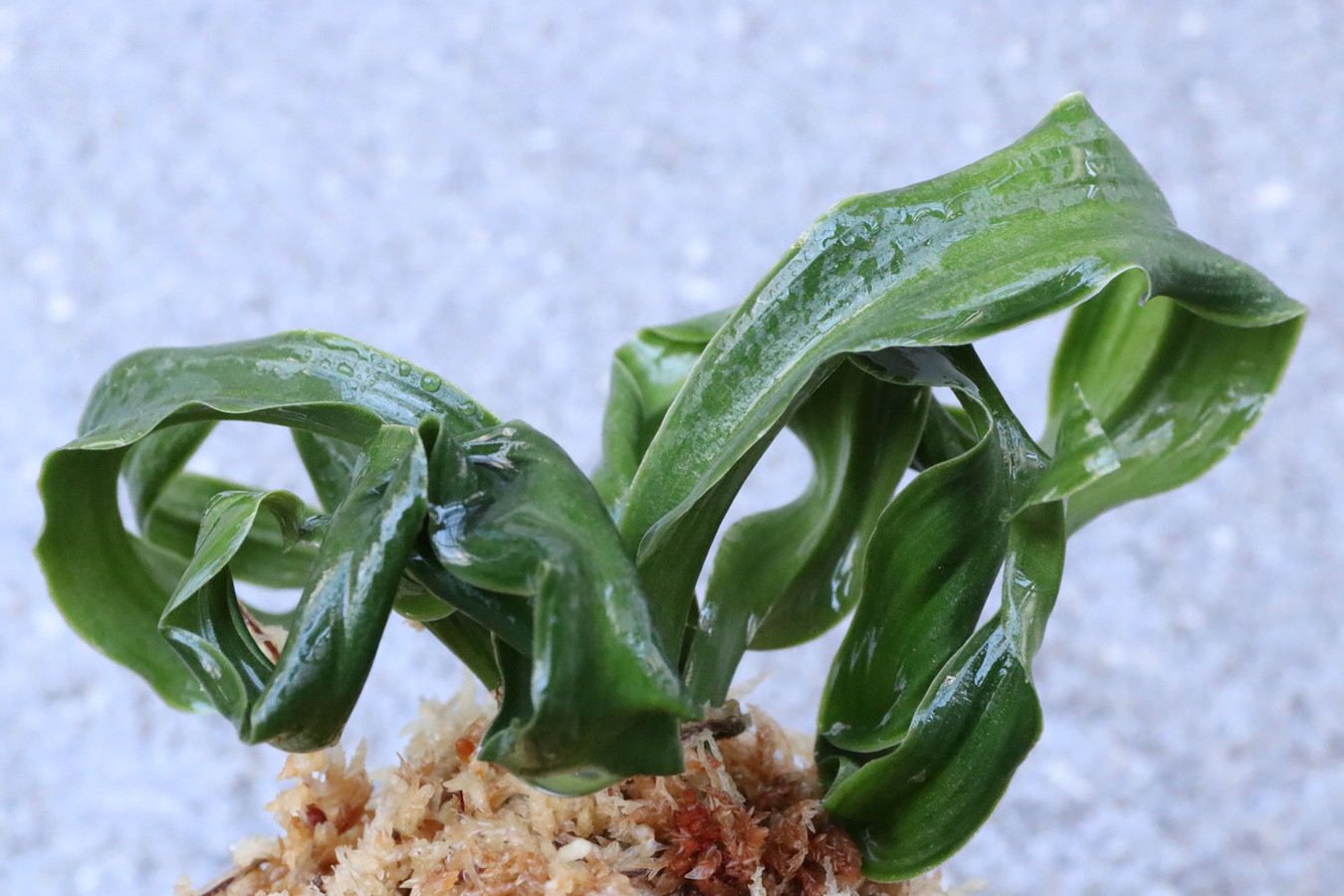 6224,子宝獅子(こだからじし)　これ以上の巻きない！　【はきずはきれ多い大特価！】※春から秋は生長期なので姿は変わっていきます