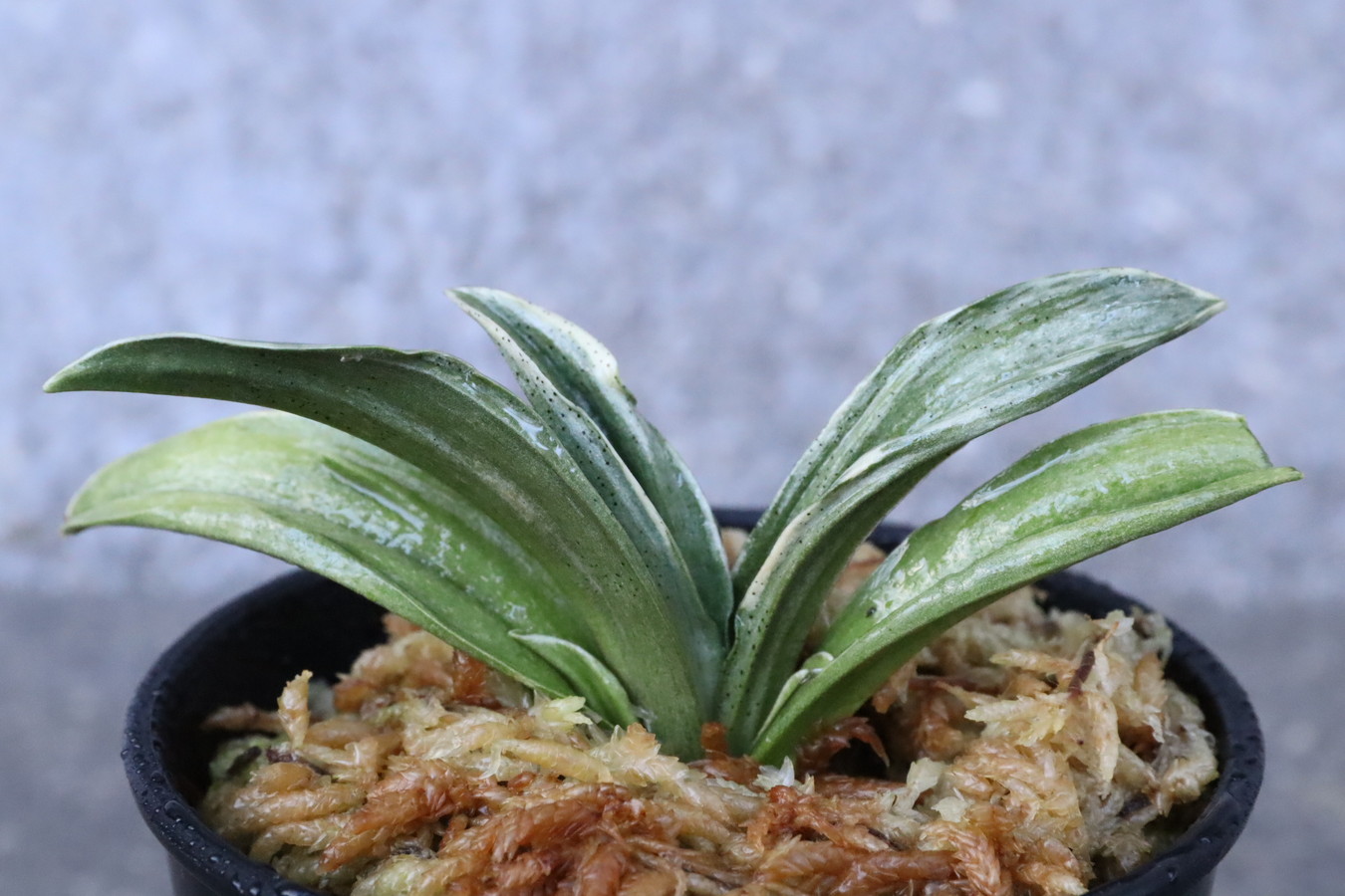 8334,富国錦(ふこくにしき)　覆輪深い　【はきずはきれ多い大特価！】※春から秋は生長期なので姿は変わっていきます