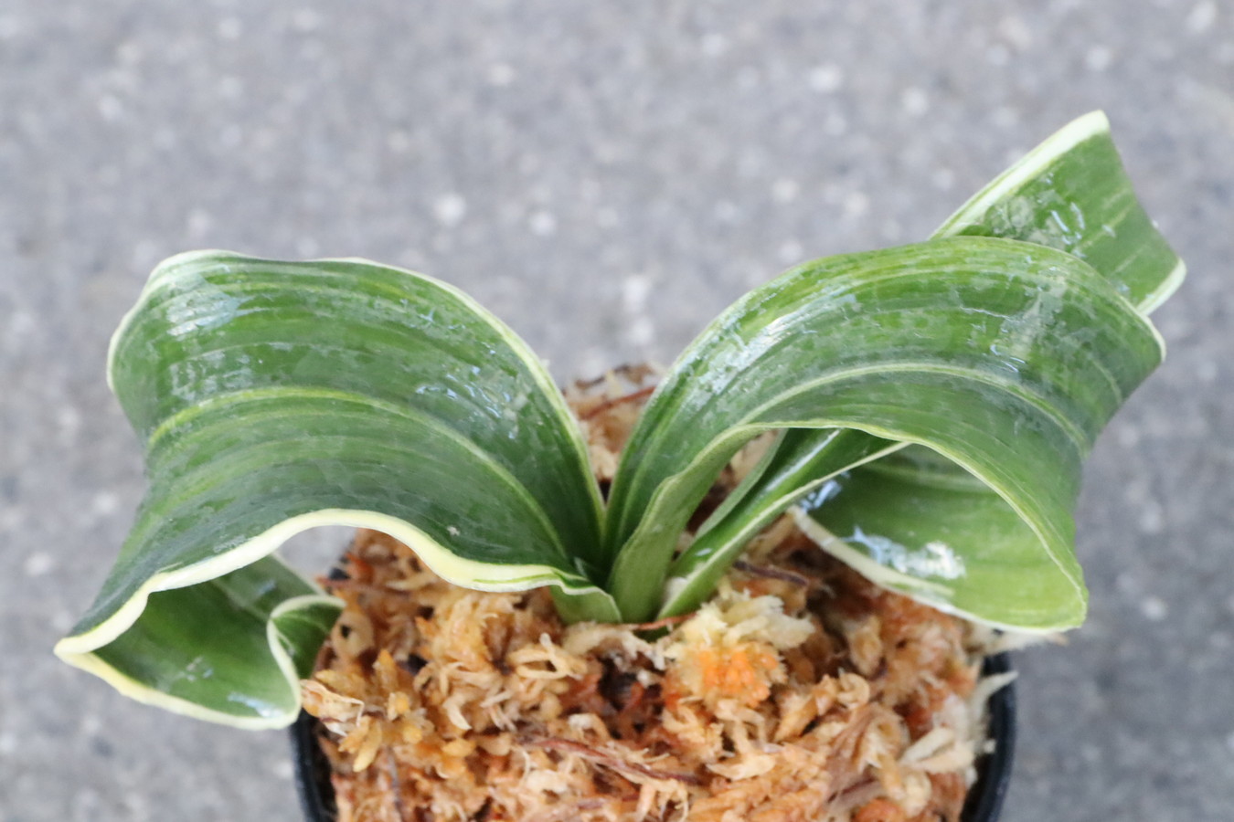 6772,斉藤獅子(さいとうじし)　羅紗の実親として非常に優秀【こうとめ特価・はきずはきれ多い大特価】※春から秋は生長期なので姿は変わっていきます