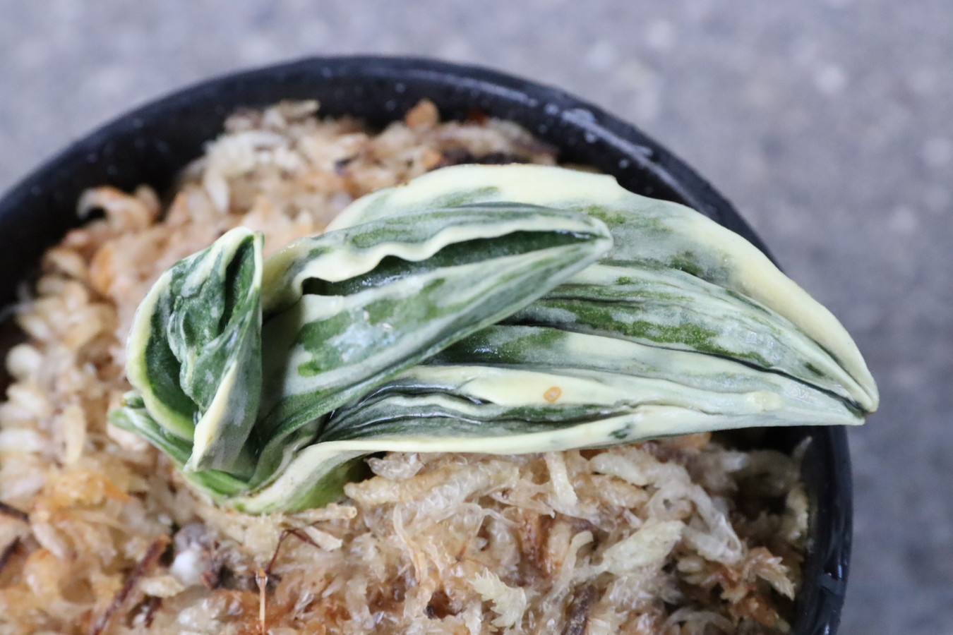 8159,力和(りきわ)　全国大会系統　覆輪特上系統　【はきずはきれ多い大特価！】※春から秋は生長期なので姿は変わっていきます