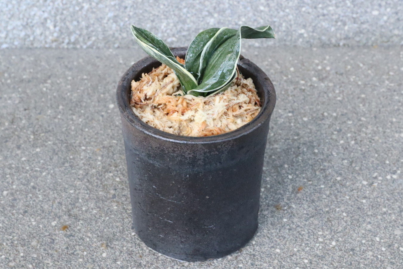 5859,運開く万年青、福を呼ぶ萬年青　嶺雲(りょううん)　【はきずはきれ大特価！】　※春から秋は生長期なので姿は変わっていきます