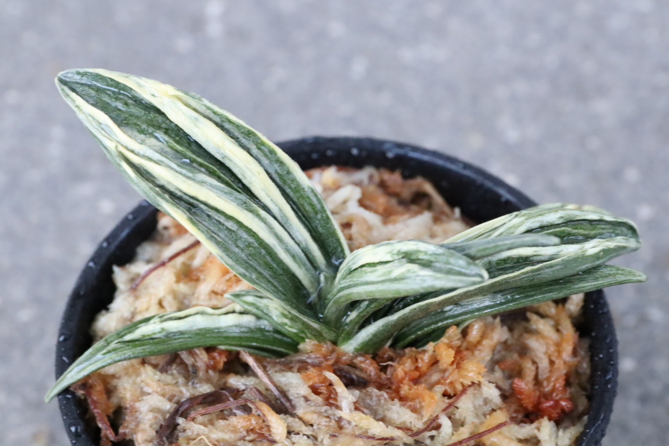 5395,瑞泉(ずいせん)　全国大会系統【はきずはきれ多い大特価】※春から秋は生長期なので姿は変わっていきます