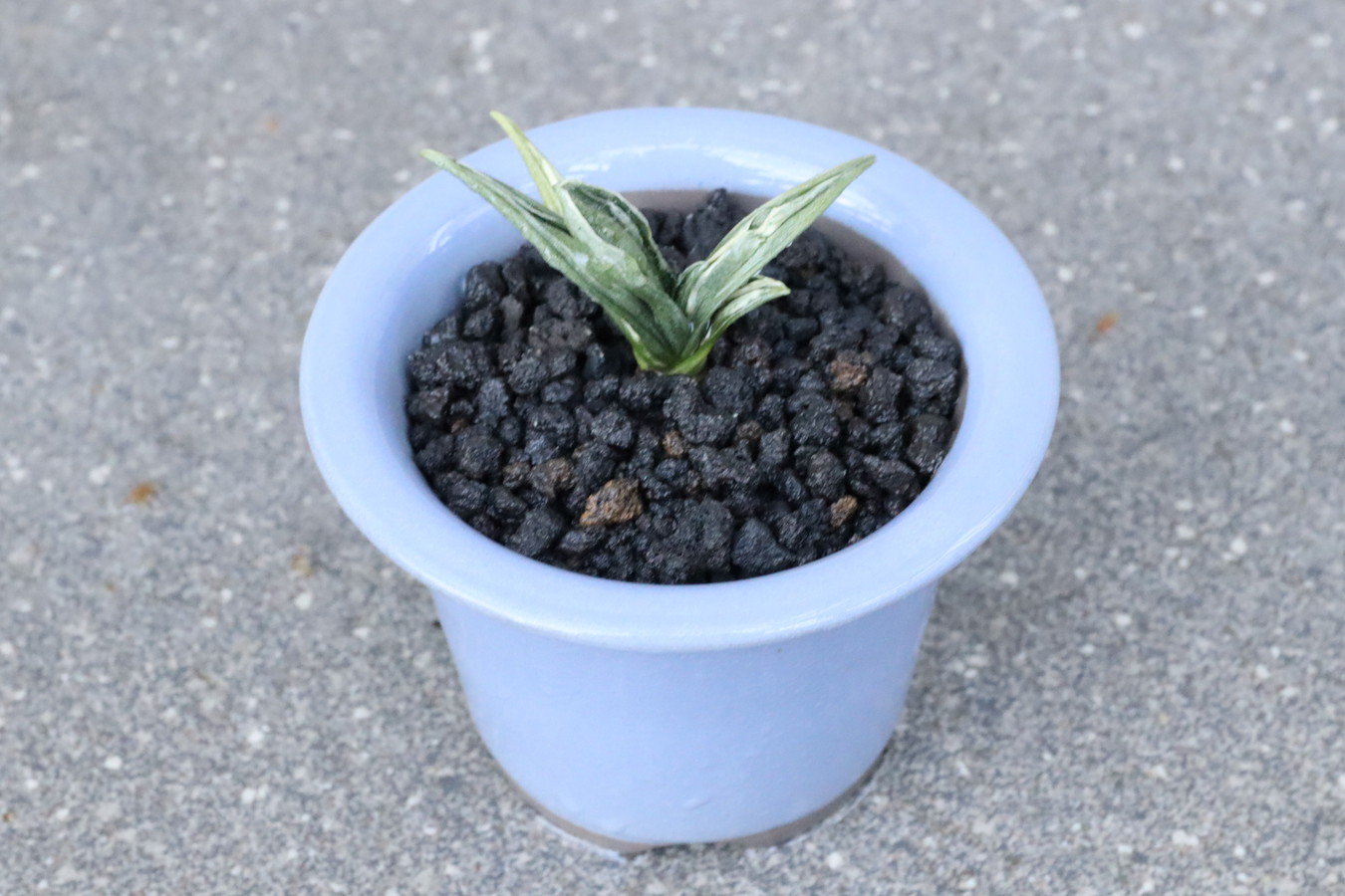 8019,瑞泉(ずいせん)　【はきずはきれ多い大特価！】※春から秋は生長期なので姿は変わっていきます