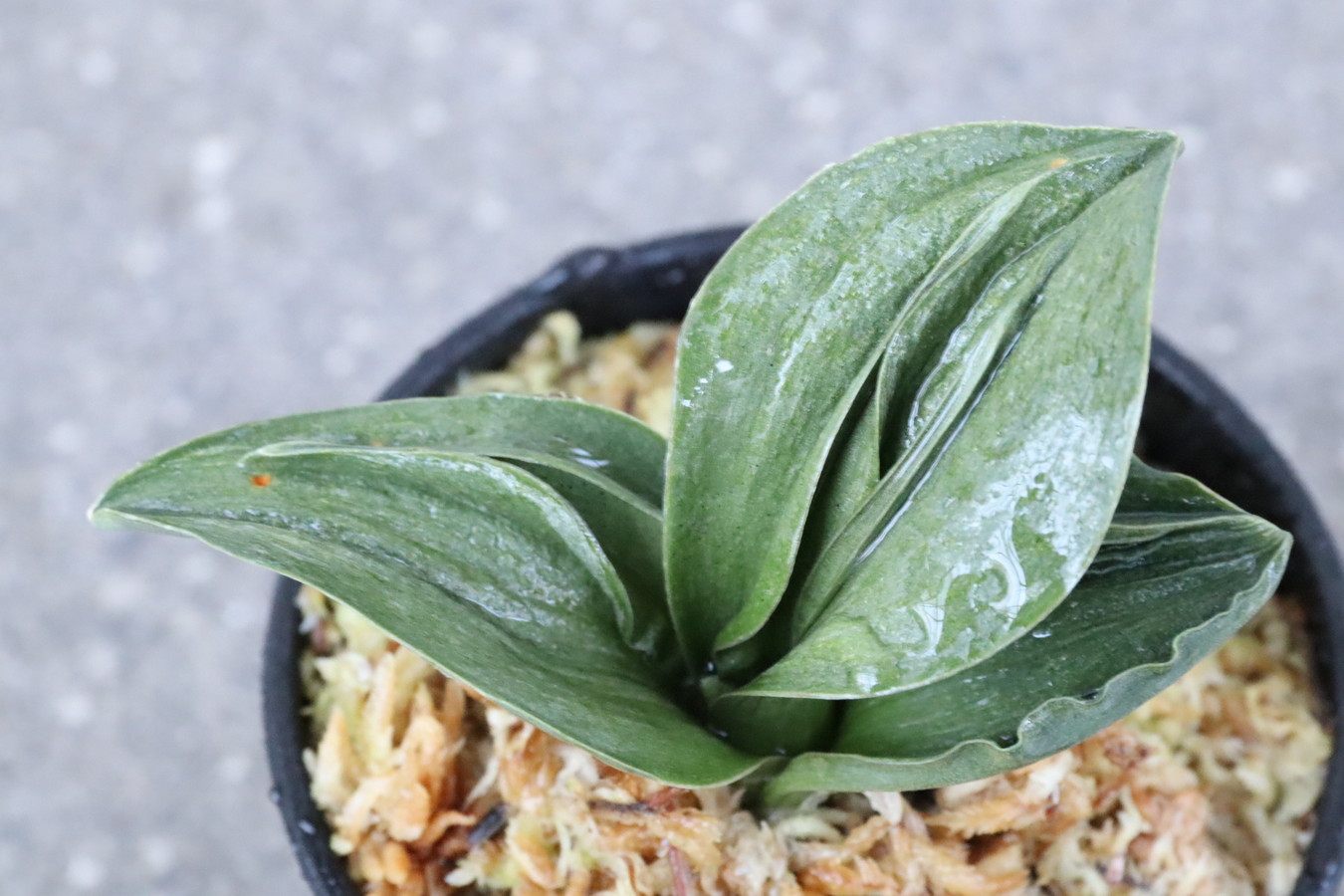 6416,玉雲(ぎょくうん)　青か？やはり夢ある　覆輪が回れば350万？　【はきずはきれ非常に多い大特価！】　※春から秋は生長期なので姿は変わっていきます