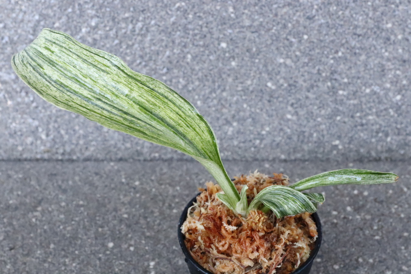 6019,千代田獅子実生　化け？？数本？実親にも？？　【はきずはきれ特価！】　※春から秋は生長期なので姿は変わっていきます