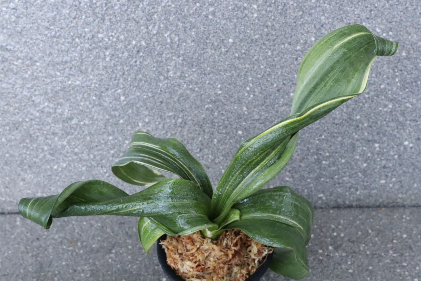 6718,玄海獅子(げんかいじし)　特上縞！【85000円→はきずはきれ大特価！】※春から秋は生長期なので姿は変わっていきます