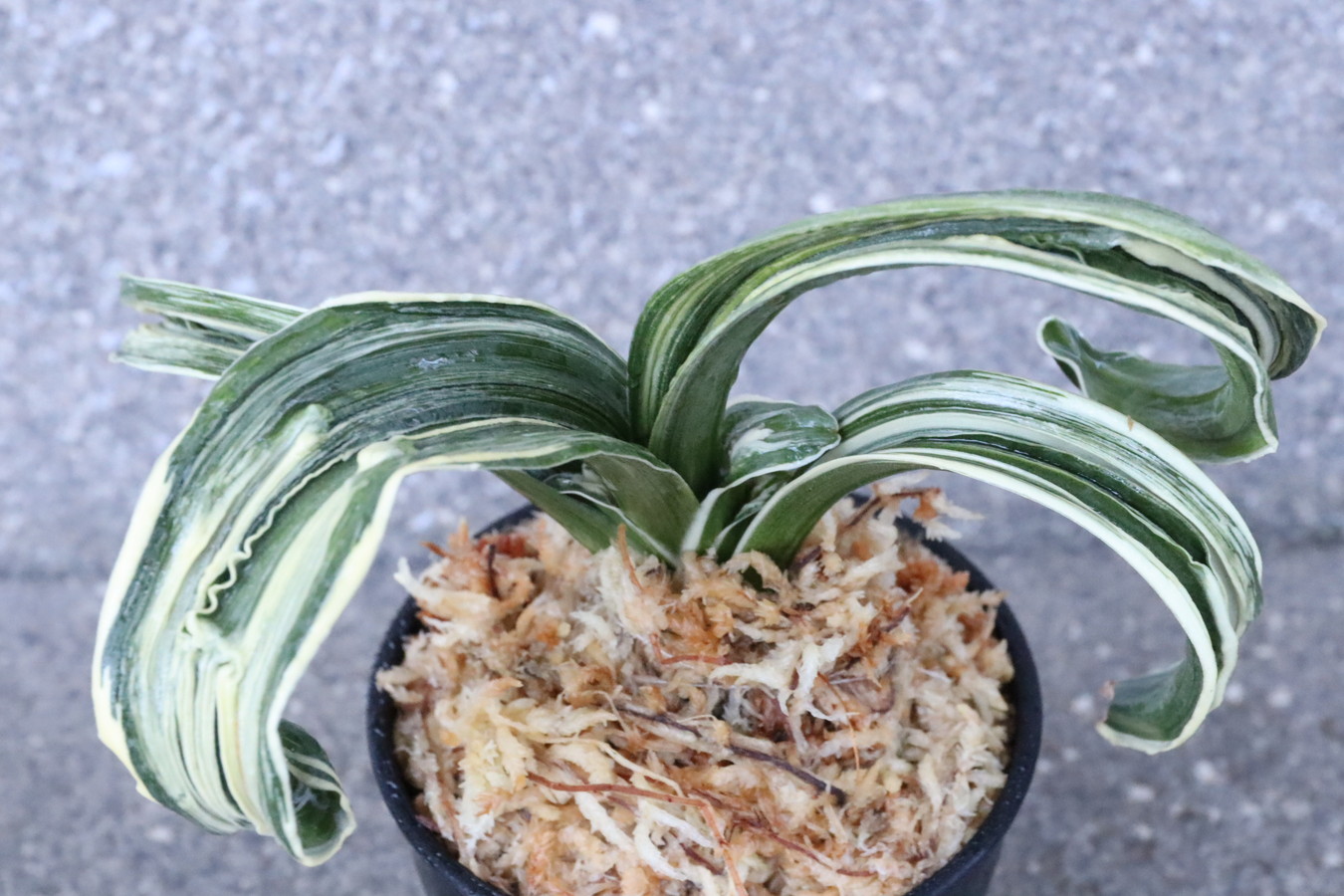 6192,玉姫(たまひめ)縞覆輪　現場薄縞？覆輪？獅子　【全国大会系統！はきずはきれ大特価！】※春から秋は生長期なので姿は変わっていきます