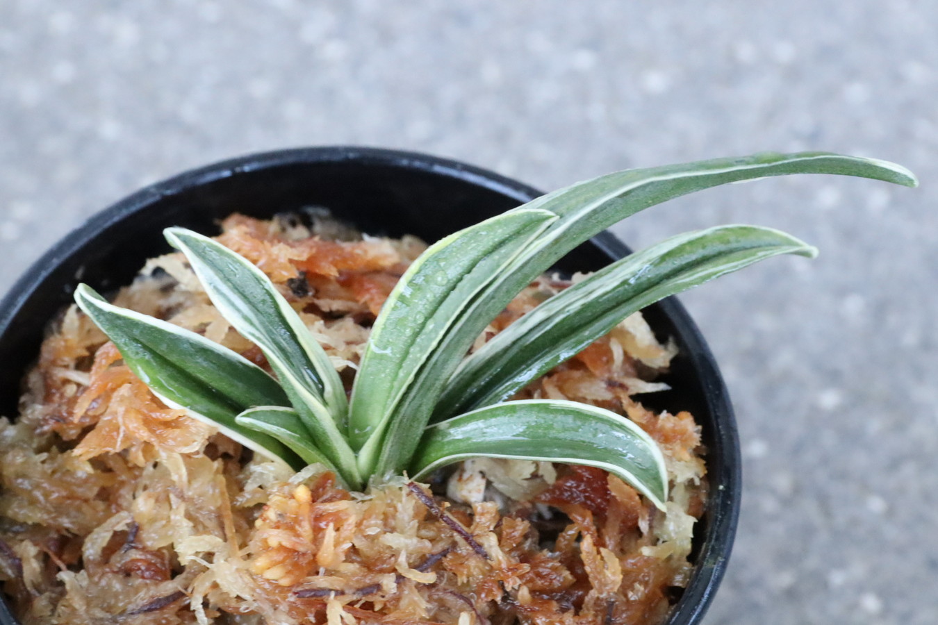 8077,聖源(せいげん)　【元縞覆輪　覆輪深い系統！】【はきずはきれ多い大特価！】※春から秋は生長期なので姿は変わっていきます