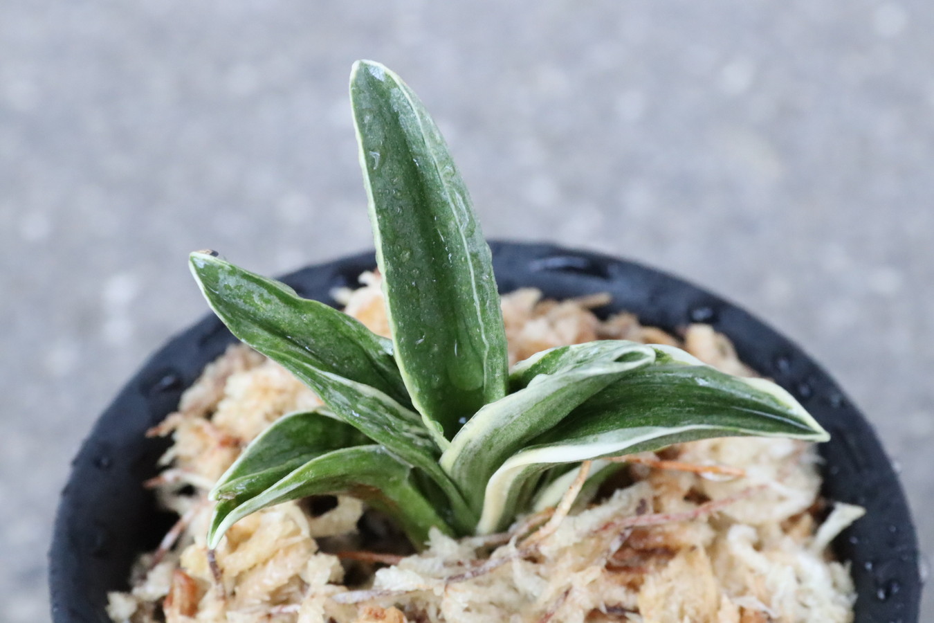 6768,銀閣(ぎんかく)　覆輪？デモ？数不明 実生の神様ともいわれる山田氏の？　【はきずはきれ多い大特価！】※春から秋は生長期なので姿は変わっていきます