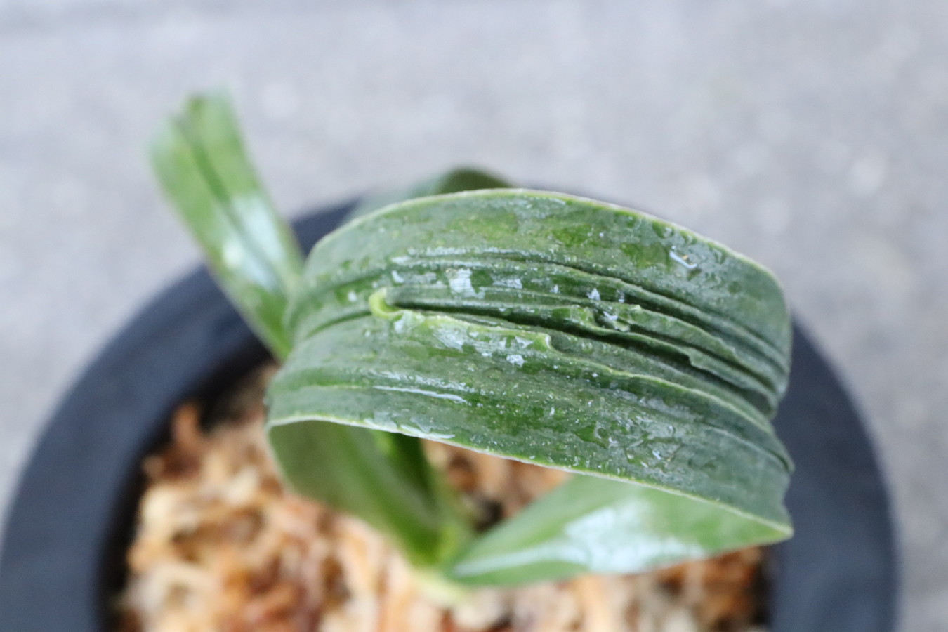 7039,胡麻羅紗獅子　黒蔵金剛(仮)【はきずはきれ多い大特価】※春から秋は生長期なので姿は変わっていきます