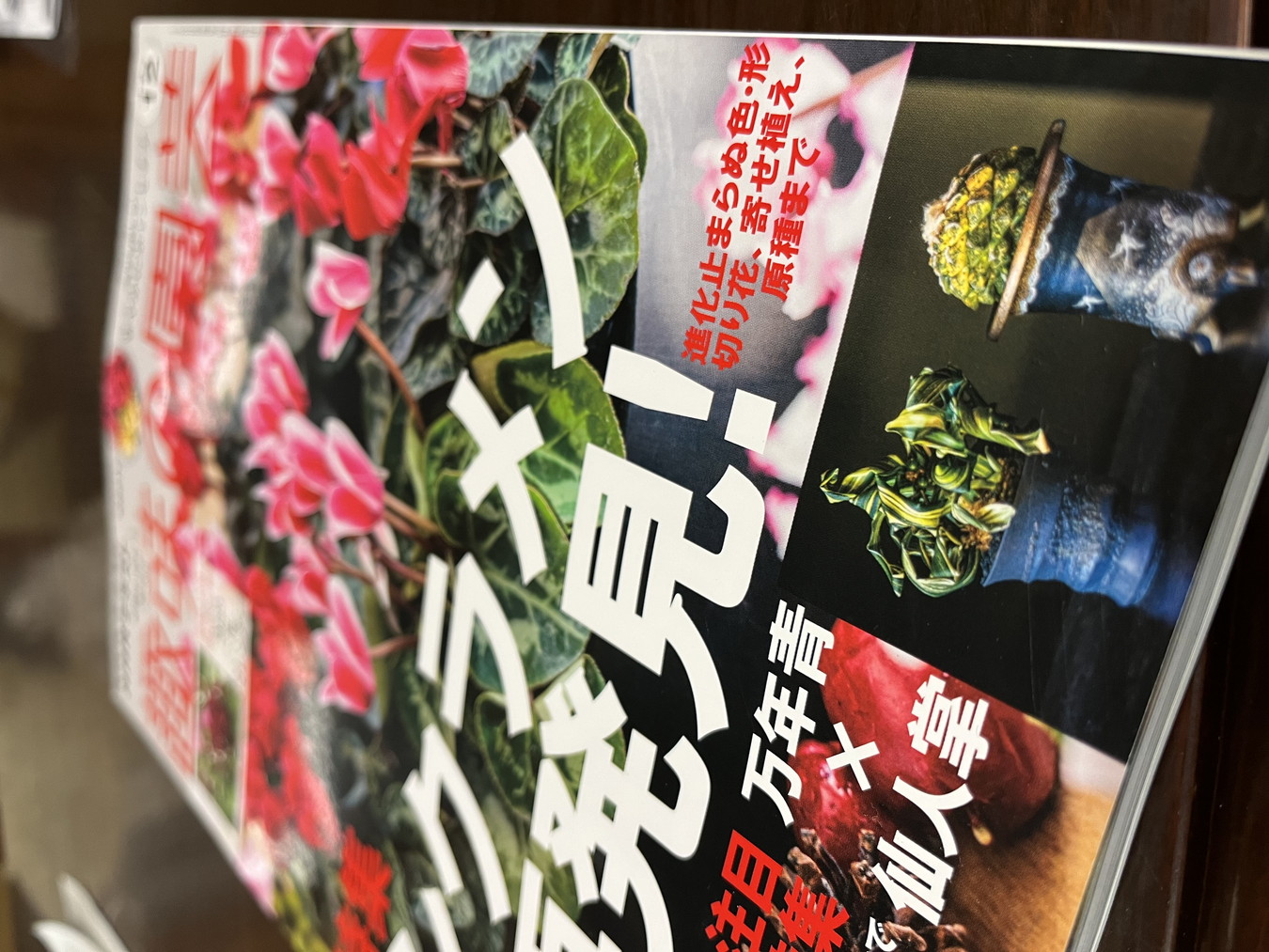 NHK趣味の園芸12月号プレゼントキャンペーン【１万円以上ご購入の方限定！】2024.12.7～