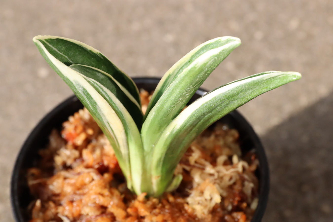 万年青「最晃閣」 最晃閣 (さいこうかく) Saikokaku – おもとの豊明園（ほうめいえん）