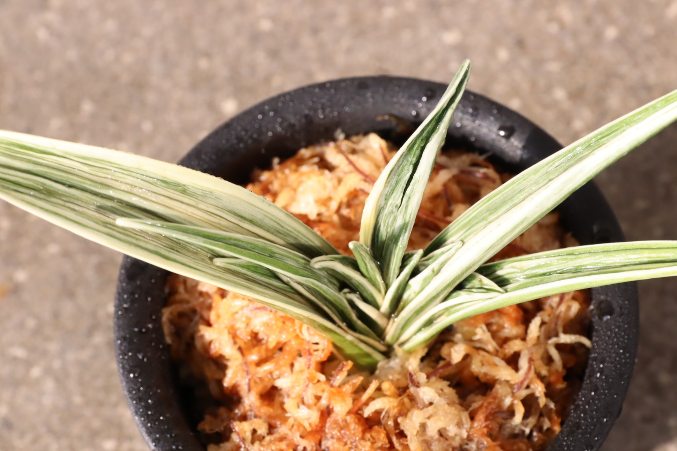 万年青「最晃閣」 最晃閣 (さいこうかく) Saikokaku – おもとの豊明園