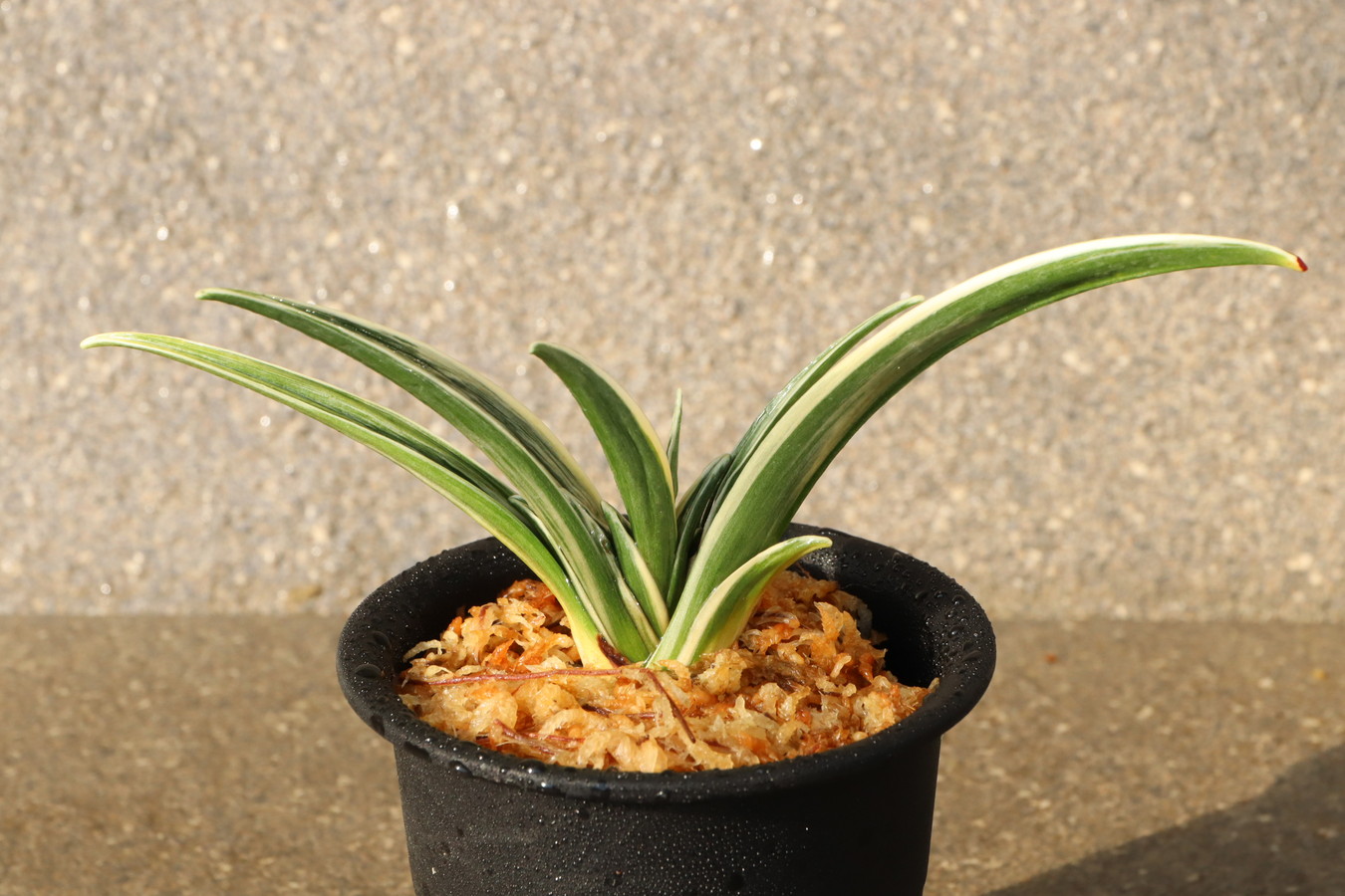 豊明園 / 8358,最晃閣(さいこうかく) 老木特価！ 【はきずはきれ多い大