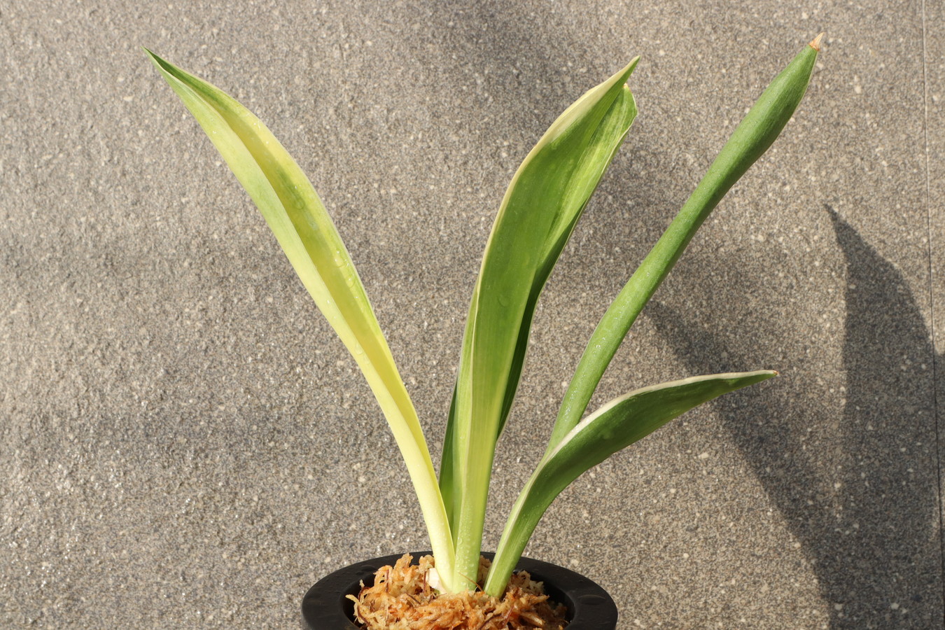 7044,外輪山の図(がいりんざんのず)　現場図抜け？大特価　【はきずはきれ多い大特価！】※春から秋は生長期なので姿は変わっていきます