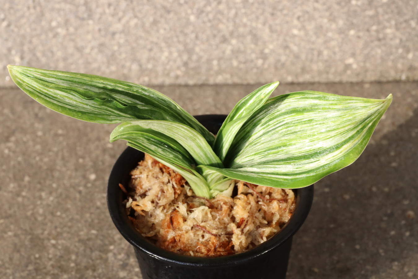 6154,整理品BC級品　千代田の松(ちよだのまつ)　【はきずはきれ大特価】※春から秋は生長期なので姿は変わっていきます