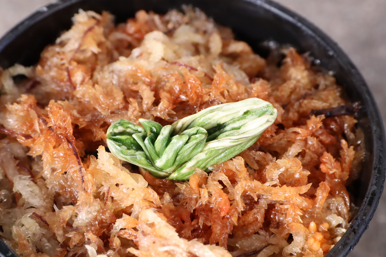 7045,整理品BC級品　力和(りきわ)　全国系統　【はきずはきれ大特価】※春から秋は生長期なので姿は変わっていきます