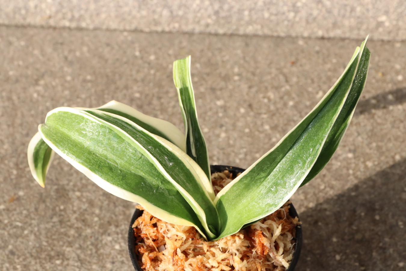 5608,天光閣(てんこうかく)　【根少ない特価！はきずはきれ多い大特価】※春から秋は生長期なので姿は変わっていきます