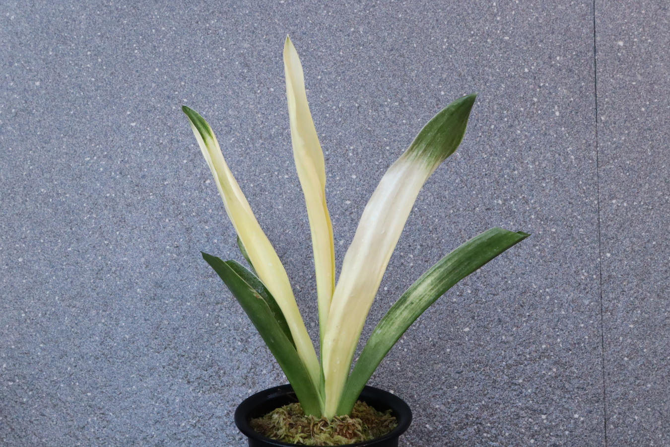 5722,吾平立変化　吾平の光(あいらのひかり)　【葉性変化した　まだ極小数】【はきずはきれ多い大特価！】　※春から秋は生長期なので姿は変わっていきます