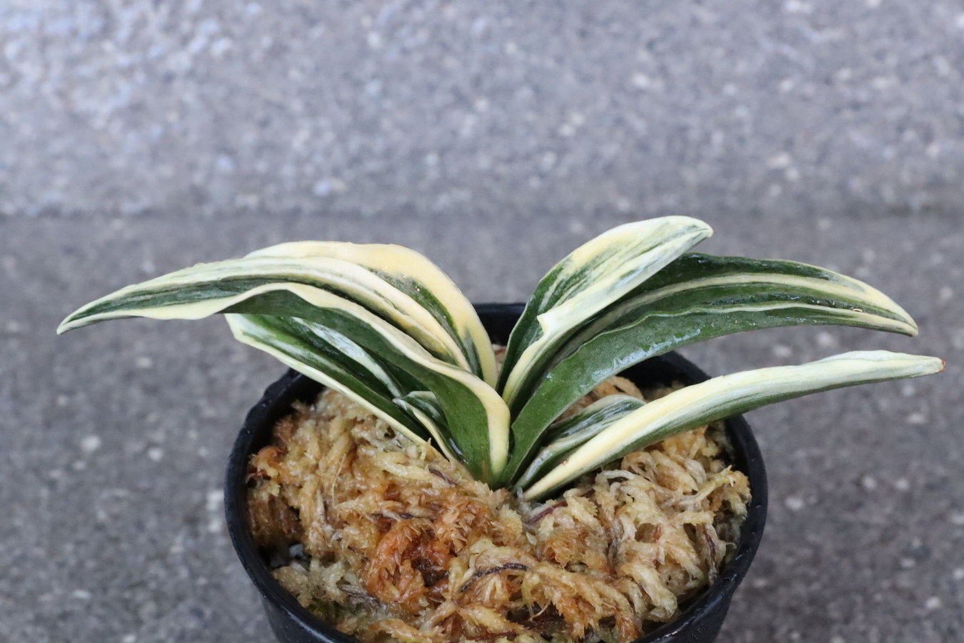 8022,春楽(しゅんらく)　雨当てたスパルタ作り！【はきずはきれ多い特価！】※春から秋は生長期なので姿は変わっていきます