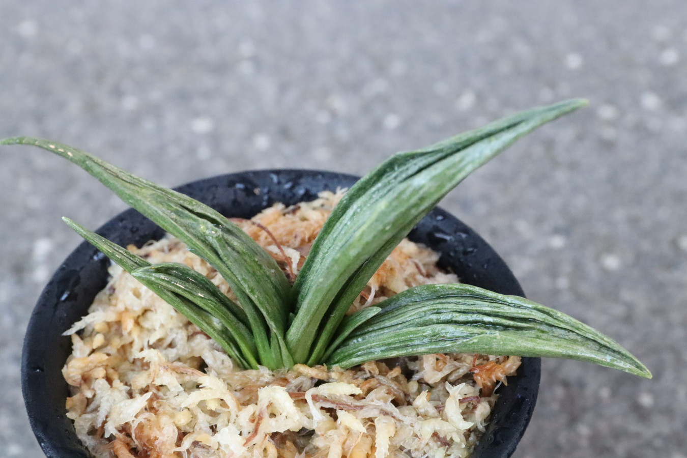 7053,整理品BC級品　緑鳳山(りょくほうさん)　超希少胡麻羅紗　【はきずはきれ大特価】※春から秋は生長期なので姿は変わっていきます