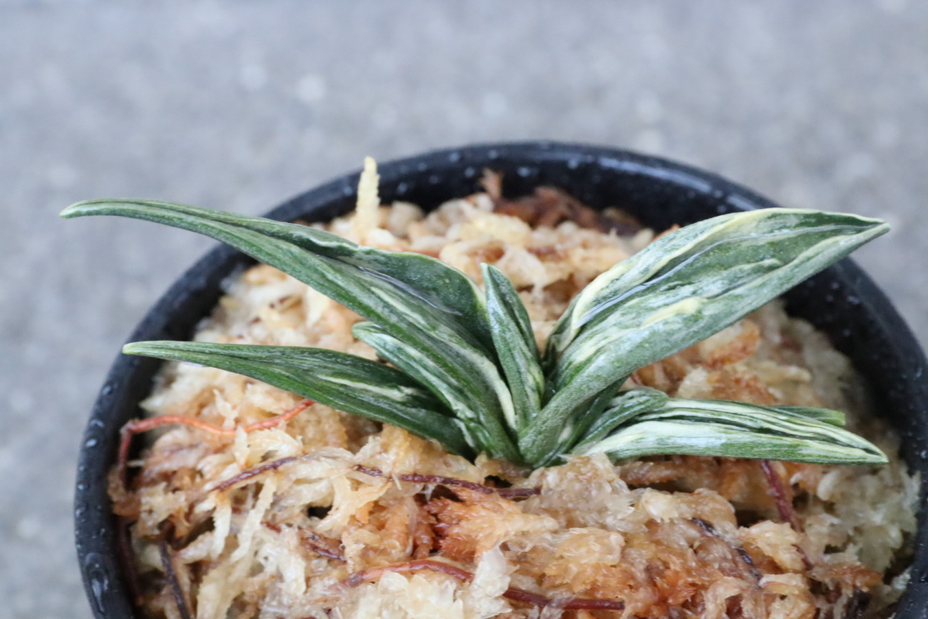 8015,瑞泉(ずいせん) 全国大会系統 特上芸系統!鸞山と見まがう芸みせる【はきずはきれ多い大特価】※春から秋は生長期なので姿は変わっていきます