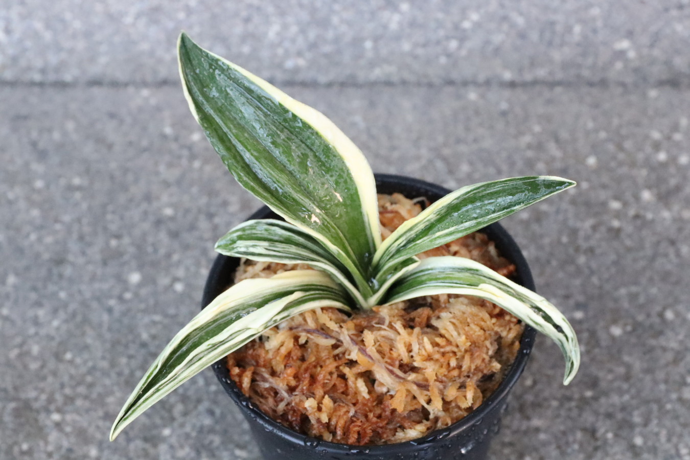 8316,雪光冠(せっこうかん)　全国大会トップの子　【はきずはきれ多い大特価！】　※春から秋は生長期なので姿は変わっていきます