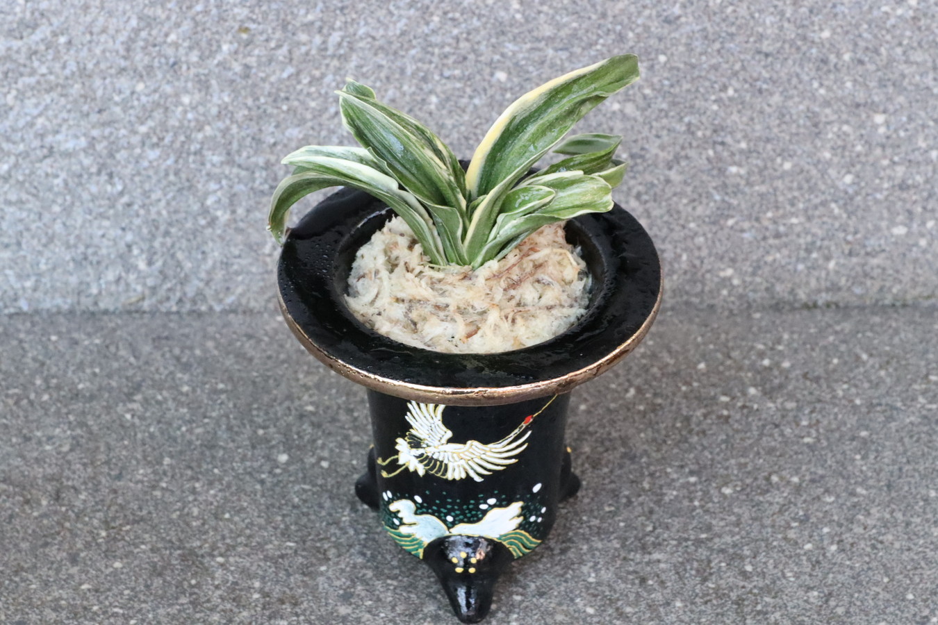 7059,【開運萬年青・長命・長寿を願う鶴】　諏訪錦(すわにしき)　【はきずはきれ多い大特価！】※春から秋は生長期なので姿は変わっていきます