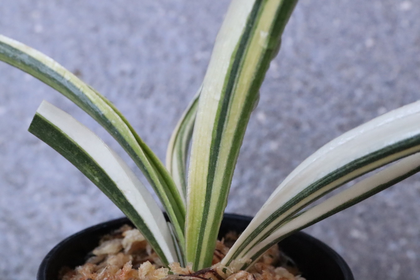 6122,天錦章(てんきんしょう)　日月星の縞　超希少種　【根少ない特価！はきずはきれ多い特価！】　※春から秋は生長期なので姿は変わっていきます