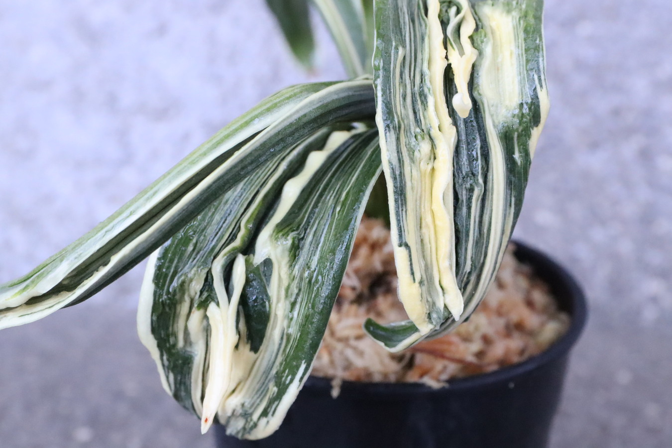 6250,玉姫(たまひめ)　獅子　【根少ない特価！はきずはきれ多い大特価！】※春から秋は生長期なので姿は変わっていきます