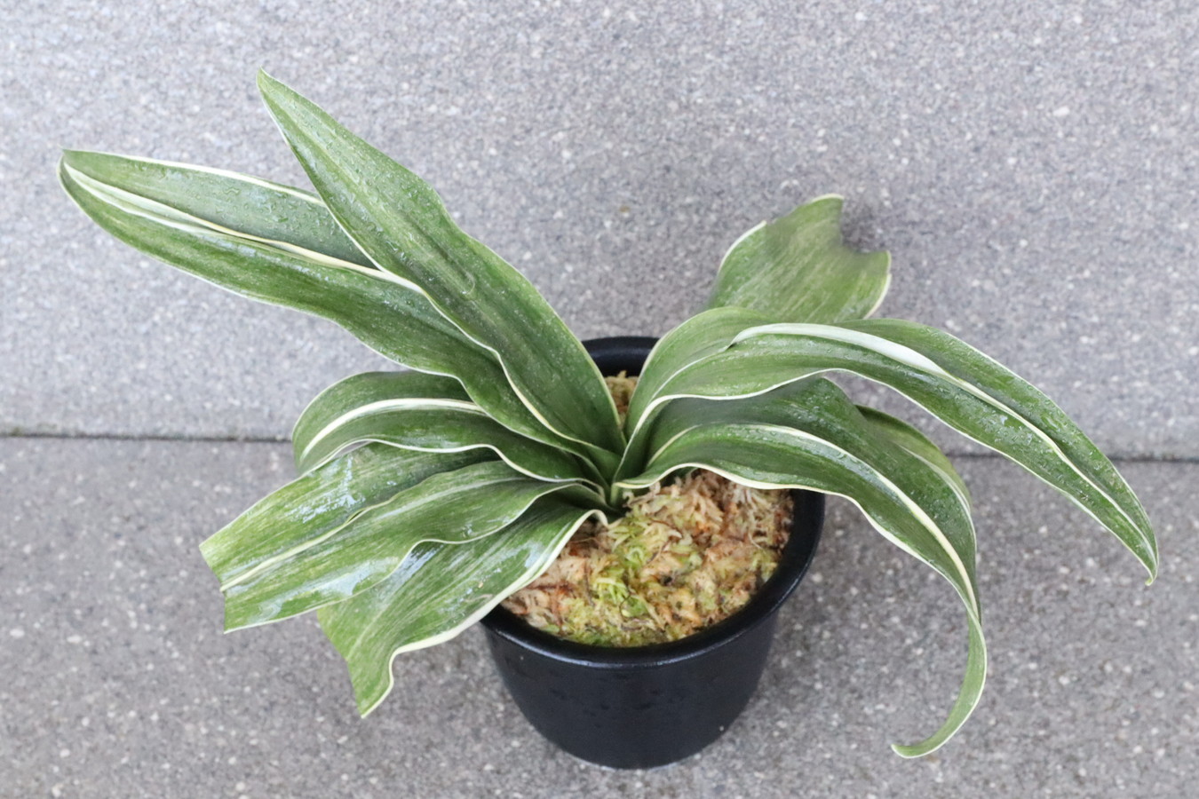 6599,錦明鳳(きんめいほう)　超希少種！歴史の生き証人！【胡麻斑よい！はきずはきれ多い大特価！】※春から秋は生長期なので姿は変わっていきます