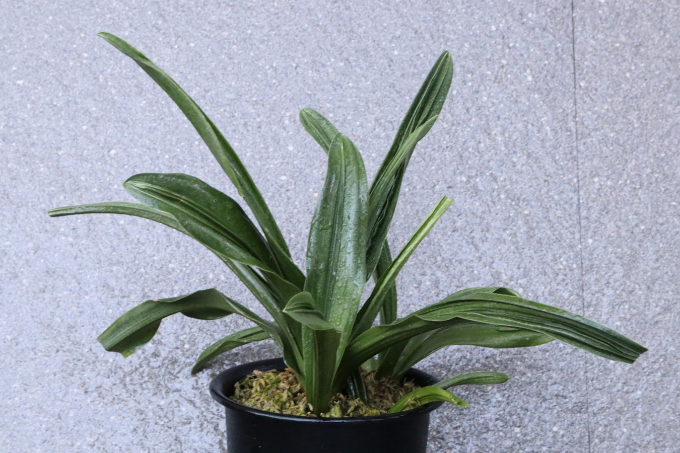 7052,琴治大車×備中大車　現場青？整理品特価　【はきずはきれ多い大特価】　※春から秋は生長期なので姿は変わっていきます