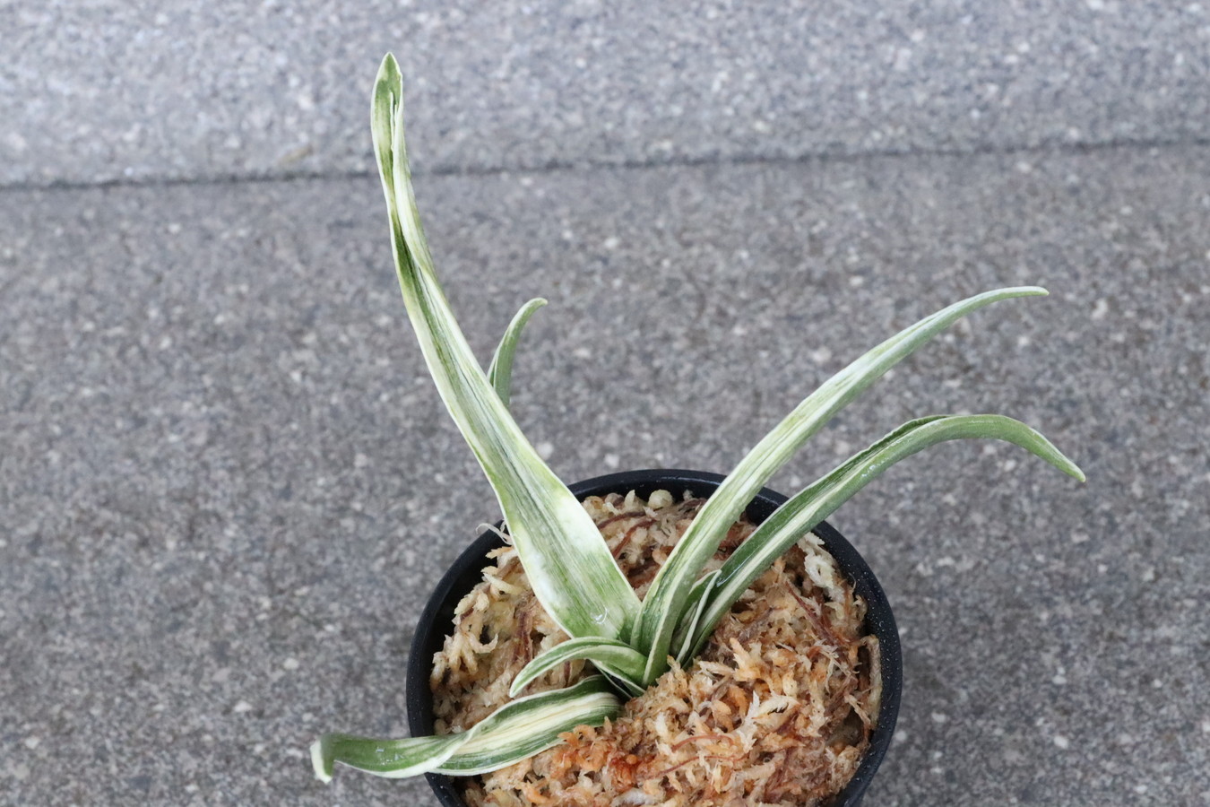 6580,雪雷(せつらい)　葉重ねよく、非常に丈夫　【はきずはきれ多い大特価】※春から秋は生長期なので姿は変わっていきます